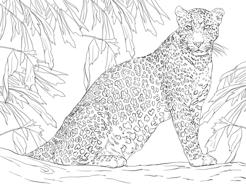 Leopard Sitting On Tree Coloring Page